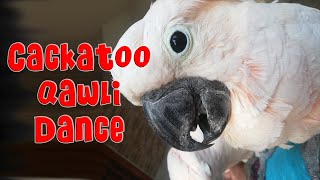 #shorts #parrotdance 🦜 Cockatoo dancing on music