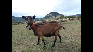 Un berger, 4 chiens, 25 chèvres et 210 brebis en plein air en Lozère