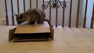 Box Walker: Cute Cat Sits on Box Instead of In It