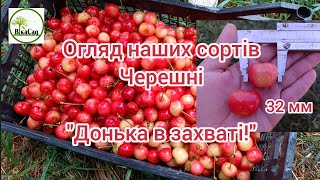 Огляд наших сортів черешні. Саджанці будуть на осінь 2025р.