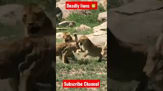 Deadly attacks Lions 🦁🦁 #youtube #viral #shortsfeed #shorts #lion