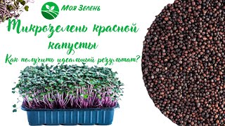 Красная капуста - краснокочанная. Микрозелень. Урок по выращиванию.