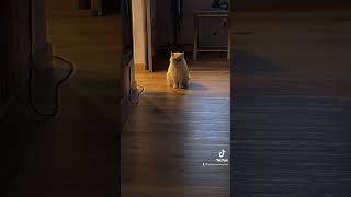 Huh- my cats kinda- #saverottmnt#meme#cat#catsoftiktok#persiancat#creepy