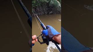 Mancing Kakap Putih Umpan Turun Langsung Di Sambar #shorts #kakap_putih