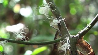 Extraordinary insects, nymphs with waxy 'Einstein-like hair', in forest by Kinabatangan River, Sabah