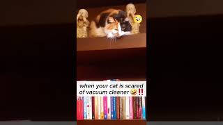 she's scared 😫 🙀🐱 #shortvideo #catsvideo #funnyshorts #