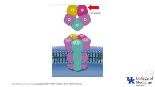 Neonatal Pharmacology, Anesthesiology, Part 2 of 2 - (Dr. Bowe)