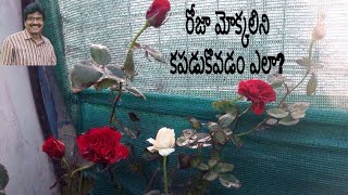 రోజా మోక్కలిని కపడుకొవడం ఎలా? / How to grow rose plants/ how to grow plants