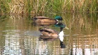 Cannock Chase Wildlife Compilation 720p canon sx150is