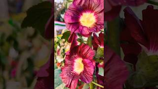 Hollyhocks flowers #shorts #flowers #gardening