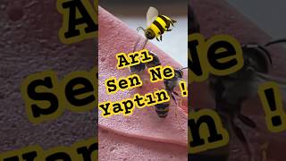 Arıların yaptığına inanamayacaksınız 😱 #arı #bee #arıkovanı