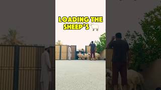 Loading Sheep into the Truck: Farm Life in Action #goat #sheep #youtubeshort