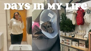 vlog | willow got surgery, Christmas decor shopping + teaching my first lesson!!