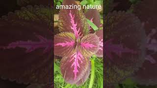 amazing nature#colours of nature# coleus plant#garden#shorts