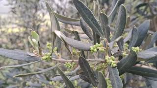 zeytin de sürgün  güvesi  ve zararları