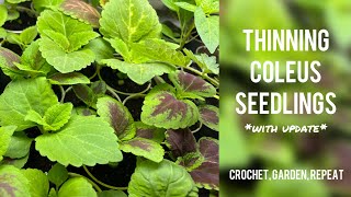 Thinning Coleus Seedlings & Update 🌱 Crochet, Garden, Repeat