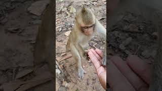 Feeding wild monkey in Amber troop ep168 #monkeyaction #monkey #monkeyliving