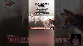 Kümese dadanan tilkiyi öldürmek yerine elleriyle besliyor