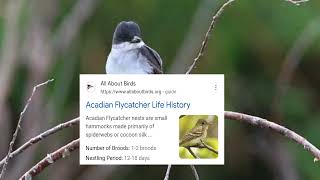 Unveiling the Secrets of the Acadian Flycatcher: Nature's Hidden Gem | All about Acadian Flycatcher