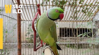 Ringneck Parrot Birds Best Sounds like a Cat 😺🤣  #catlover