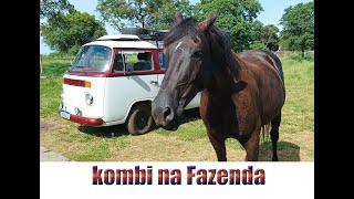 Cavalos de raça na fazenda , Saymon Aventureiro ,Fazenda do senhor helio.