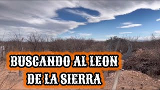 40~LEON DE LA SIERRA (PUMA) SALIERONA BUSCARLO‼️ APRENDIENDO A VOLAR EL DRON