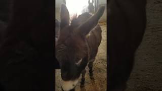 Miniature Donkeys Ready For A Walk