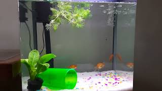 Beauty of Goldfish | UltraHD Aquarium Relaxing | Super beautiful goldfish #goldfish #fishtanksetup