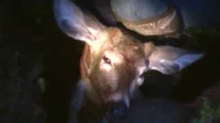 Wisconsin Bow Kill 2011