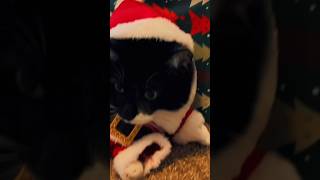 Santa Paws is Comin’ to Town (PART 1) 🐈‍⬛🎅 #santapaws #parodysong #funnycat #funnysong #catvideo