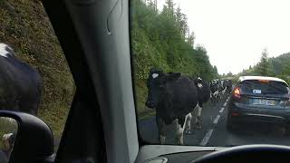 Sao miguel cow parade