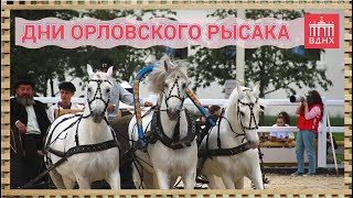 Дни ОРЛОВСКОГО РЫСАКА на ВДНХ. (16.07.2022)