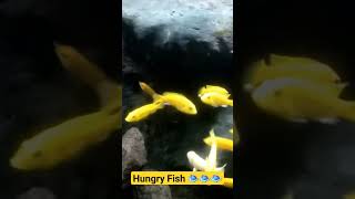 Feeding Frenzy: Watch Your Fish Go Wild for Their Meals #aquarium  #fishtank #aquascape #cichlid