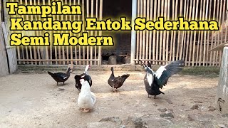 Begini!!!kandang entok semi modern & sederhana