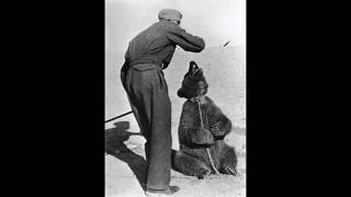 Corporal bear🐻🎖️ #history #facts #worldwar2 #poland #scotland #bear #soldier #shorts #youtubeshorts