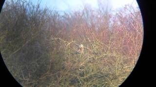 Short Eared Owl preening, Bluebell Farm, Northants