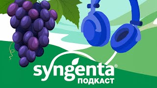 🍇 Как удержать ягоды от растрескивания?