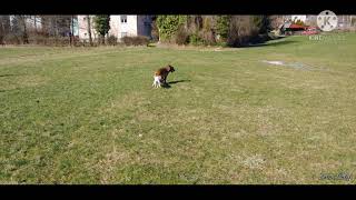 15. februar 2021Malinois Asis 3.5years vs Boxer Dana 3month play time