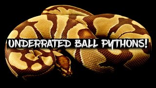 Sleeper Genes!  Hidden Gems!  Untapped Ball Python Genes!