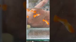 Albino koi red ear linage for sale