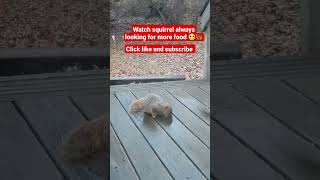 Squirrel looking for more food 🙂🐿 #shorts #squirrel #animals #funnyanimals #youtubeshorts