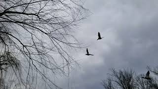 Geese flying in slow motion!