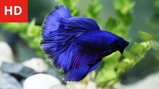 Handsome Betta Begging For Love From His Girl - HD 1080p