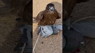 Falcon Hunting #birds #falcons #wildlife #shorts