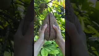 enjoying mamey sapote fruit cutting #chikufruit #shorts