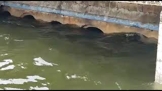 VÍDEO: Lagoa de Extremoz atinge maior nível de água dos últimos anos