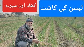 Garlic Farming|Harnai Vareity Garilc|NS-756 Garlic|70 Days Crop Fertilizer|لہسن کی کاشت|