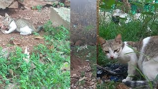 Cat feeding fish to kittens