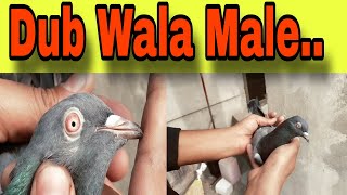 Dub Wala Kabootar|| #foryou #foryouvideo #viralvideo #viral #trending #hit #reels