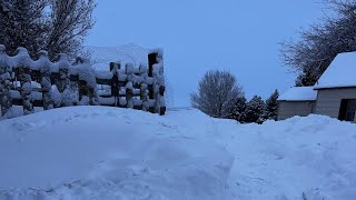 Are we snowed in, or snowed out? #backyardfarming, #sheep, #chickens, #snow, #winter2023,